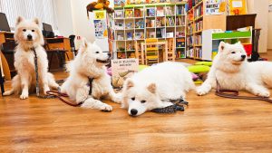Četri terapijas suņi (Dīzelis, Stella, Mona un Mimi) ar Rosio Bonillas grāmatu "Kas ir mīlestība, mazā Moni?"